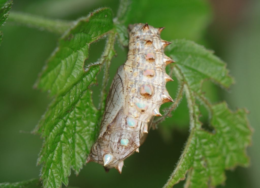 Bruco ID